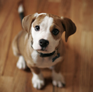 Honden