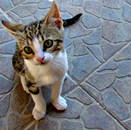 Katten