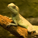 Reptielen