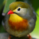 Vogels